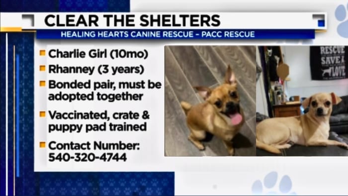 Healing hearts on sale animal rescue group