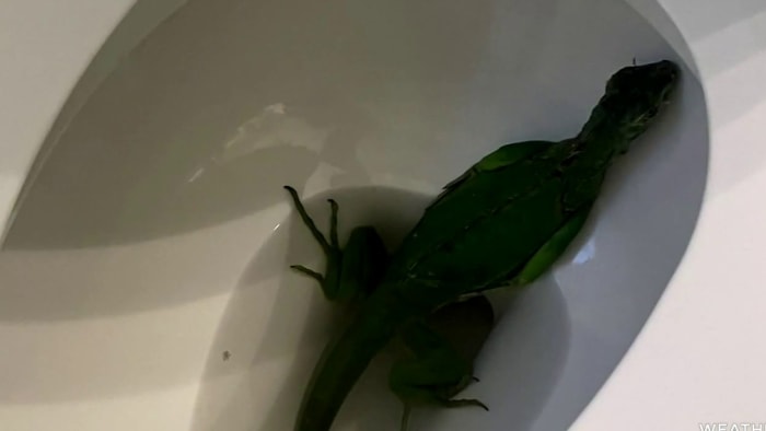 ‘I joked about burning house down:’ Florida couple finds iguana in toilet