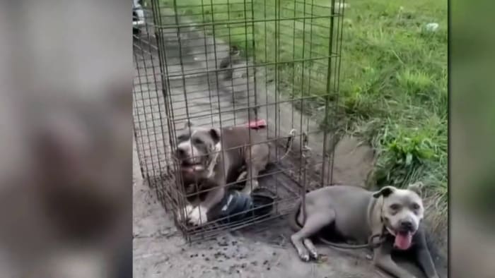 Dogs abandoned by roadside left to die in Detroit