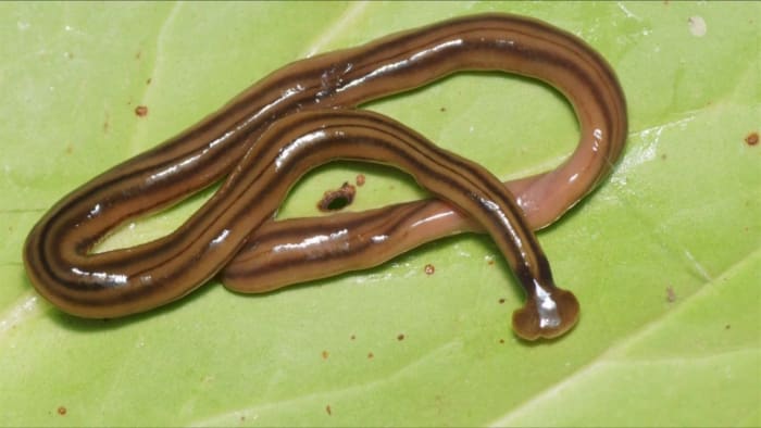 Invasive hammerhead worm is back in Virginia Invasive hammerhead worm is back in Virginia