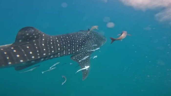 Endangered whale shark caught on camera swimming 6 miles off Texas coast - Vimarsana News