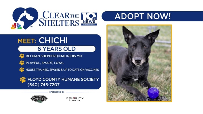 ChiChi is searching for a new best friend to play with after her owner passed away - Vimarsana News