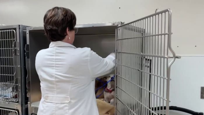 Houston Humane Societys forensic veterinarian helping law enforcement solve cruelty cases across area