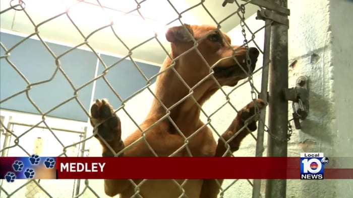 Miami-Dade advocates ask for $10M to reduce stray animal population - Vimarsana News