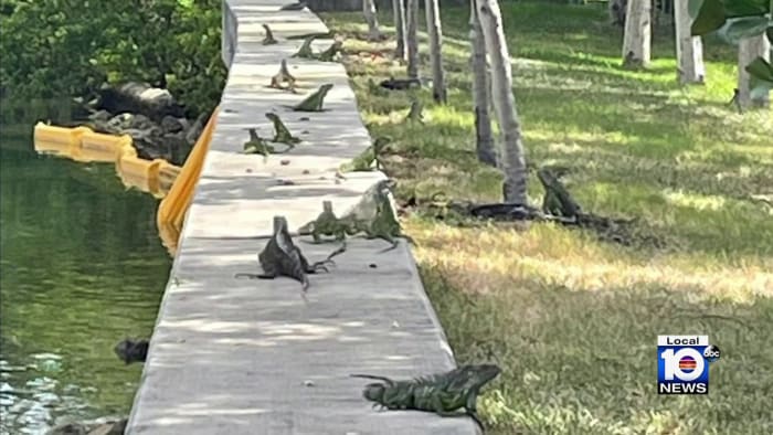 Miami Beach commissioner thinks putting bounty on iguanas could curb growing population