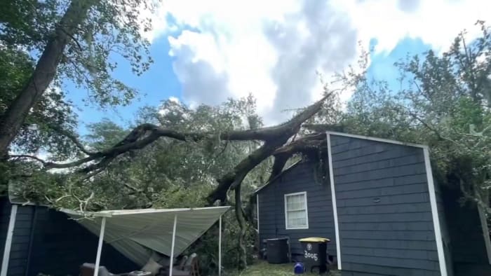 A massive tree destroyed a Lakeshore couple's home. Is the city responsible? - Vimarsana News