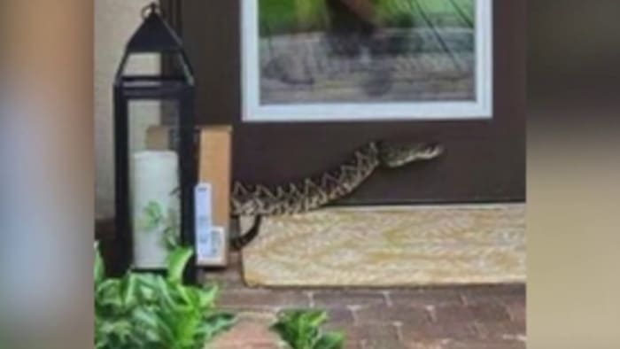 Video shows moments after Amazon driver bitten by rattlesnake in Florida