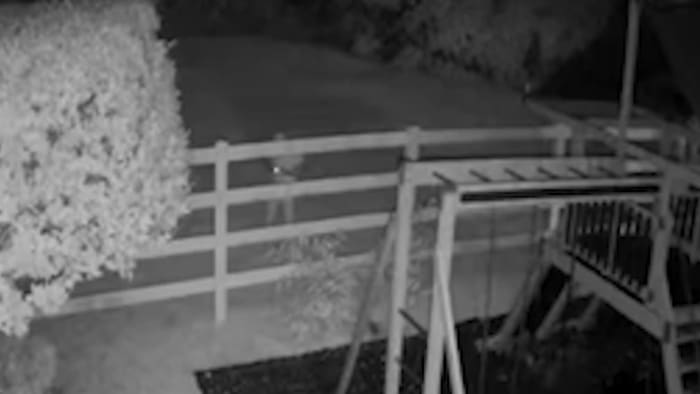 Caught on Camera: Group of juveniles vandalize same Parkland home on 3 occasions - Vimarsana News