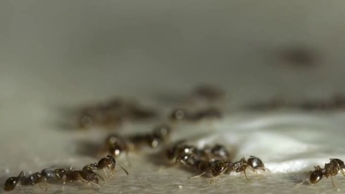 Uptick of pests expected after record breaking heat this summer - Vimarsana News