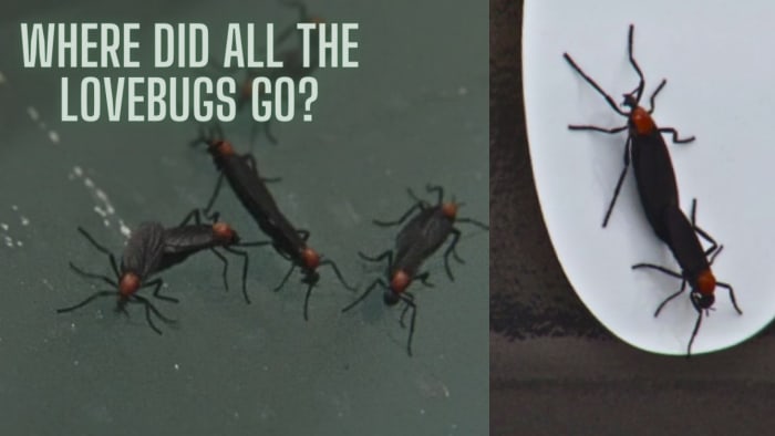 Where did all the lovebugs go?