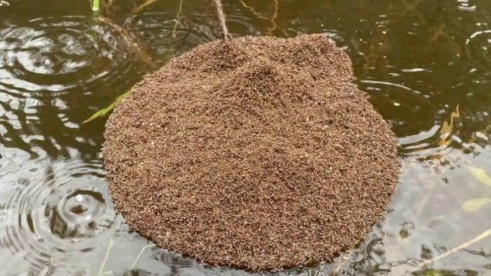 🐜What is that? Floating fire ant colonies survive flooding
