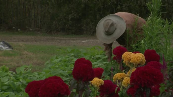Hundreds of iconic flowers of Day of the Dead bloom at East Side community farm - Vimarsana News