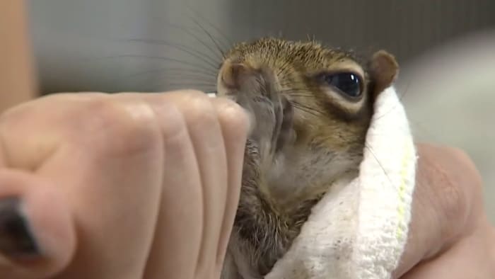 Florida Wildlife Hospital celebrates 50 years of keeping wildlife wild