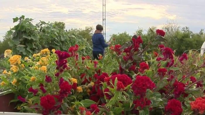 East Side community farm preserving tradition by growing flowers to honor the dead