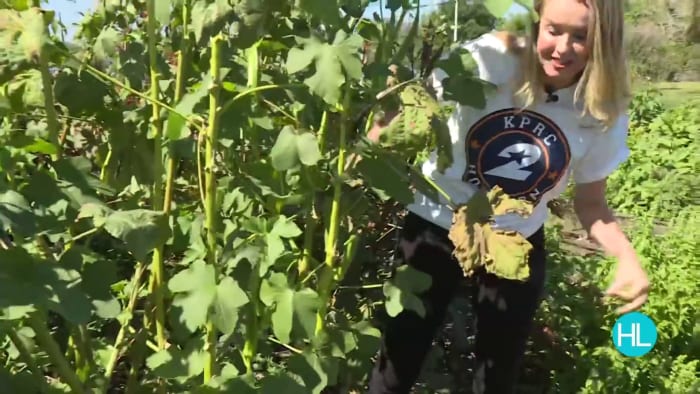 This Hospital Farm is Helping Grow a Healthy Community - Vimarsana News