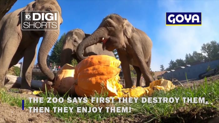 Elephants go wild as they stomp and chomp dozens of pumpkins - Vimarsana News