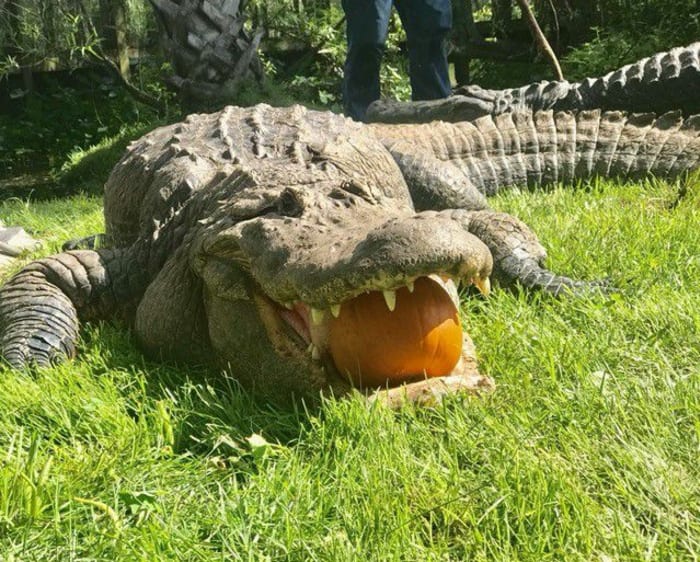 Crocodilo Agiota! (party animals) 