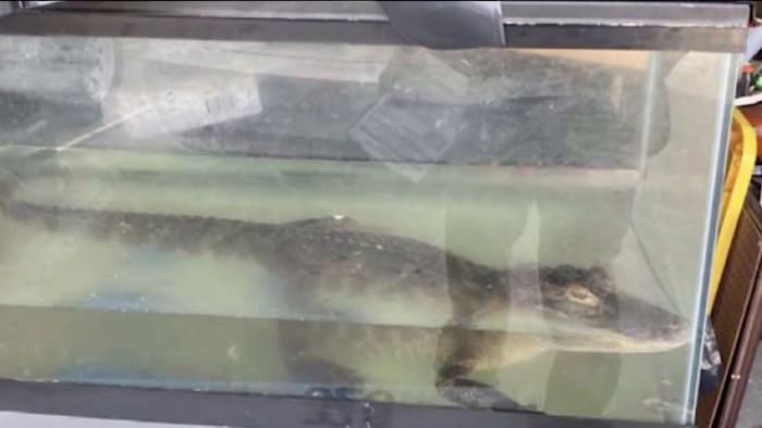 Gatorland responds to trend of illegal alligator possessions in Florida Gatorland responds to trend of illegal alligator possessions in Florida
