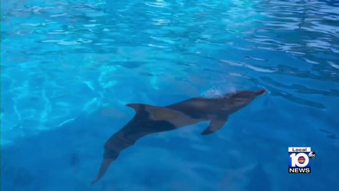 Miami Seaquarium ‘welcomes’ more county oversight after inspection fallout
