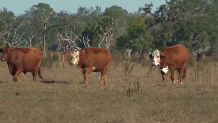 New technology helps keep Florida wildlife and cattle safe - Vimarsana News