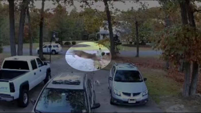 CRAZY VIDEO: Deer crash-lands into truck minutes before sale. The new owner still bought the pickup