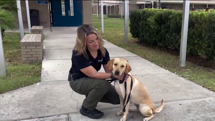 Lake County schools consider shelling out $60K for vape-sniffing dog