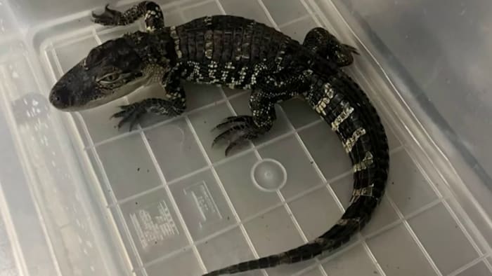 Baby alligators are being sold in Michigan, dumped or killed when they get too big