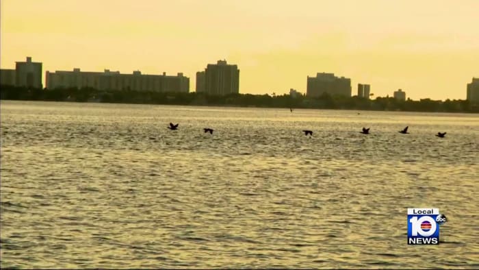 Fight to protect Biscayne Bay marine birds hits hurdle after last-minute resolution change - Vimarsana News