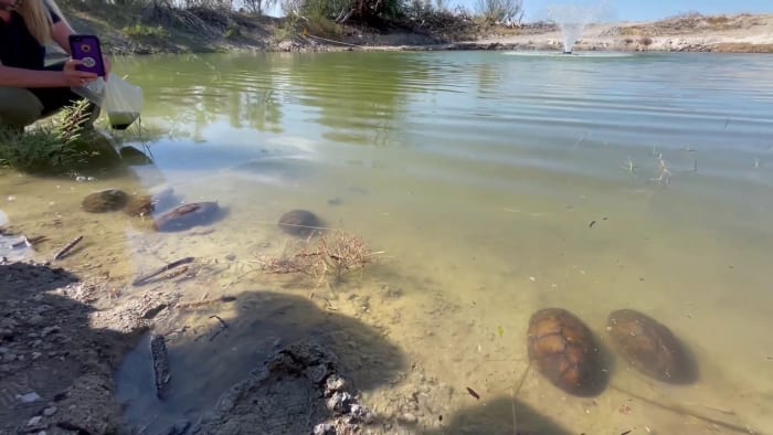 Really uncommon and critically imperiled turtles rehabilitated by San Antonio Zoo, unveiled back in Texas watering hole Really uncommon and critically imperiled turtles rehabilitated by San Antonio Zoo, unveiled back in Texas watering hole