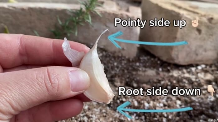 Planting your leftover store-bought garlic