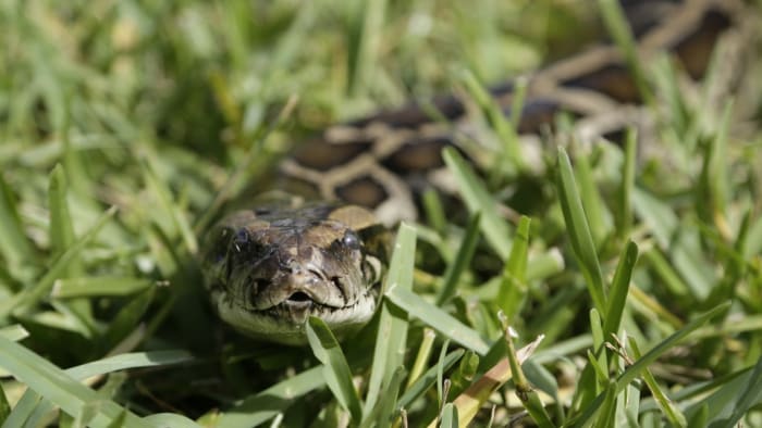 Python DNA found in Central Florida waterway. Here’s what that means