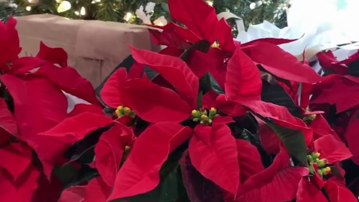 Poinsettias: The Glamorous Stars of the Plant Kingdom