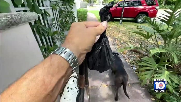 Miami Beach launches campaign aimed at educating about dog poop damaging Biscayne Bay Miami Beach launches campaign aimed at educating about dog poop damaging Biscayne Bay