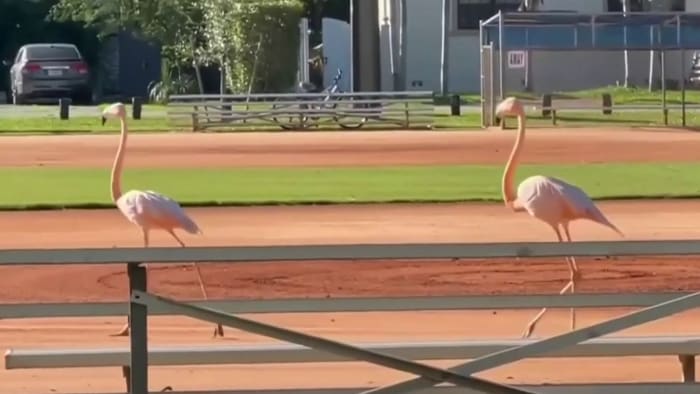 What’s causing flamingos to flock to Miami Springs? Resident discovers surprising possibility