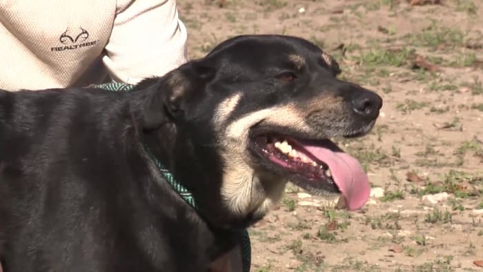 Foster a dog just for 2 weeks during the holidays, get free supplies - Vimarsana News