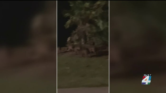 Pigs on the loose! Jacksonville family spots family of pigs taking stroll through Southside neighborhood - Vimarsana News