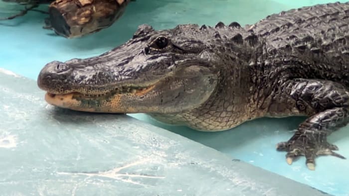 Explore Florida's Glades County: Gators to the left, crocodiles to the  right – Orlando Sentinel