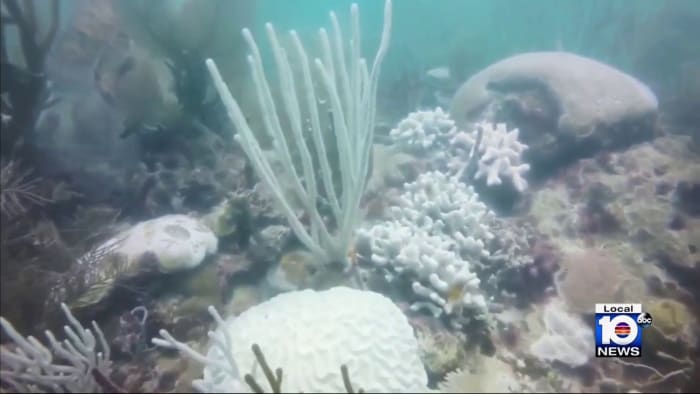 Importance of protecting coral reefs as hurricane season approaches - Vimarsana News