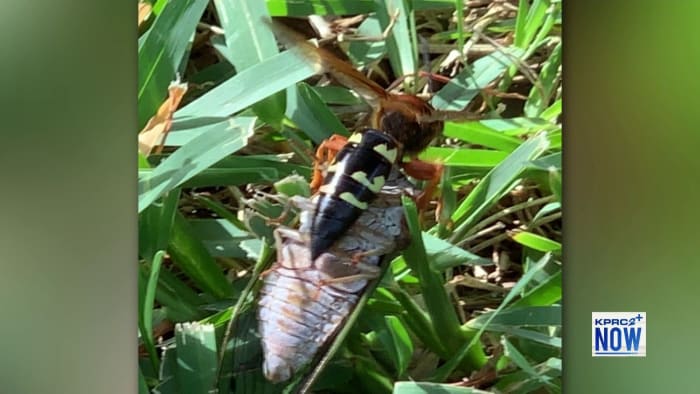 Houston get ready: The dog-day Cicadas are coming! - Vimarsana News