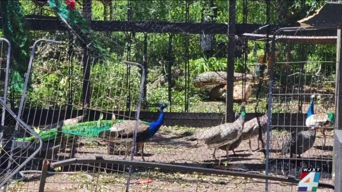 St. Johns County farm owners picking up the pieces after damaging storm snapped trees, injured animals - Vimarsana News