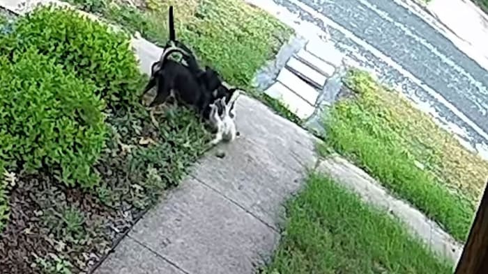 Roaming dogs attempted to rip pet cat apart in Denver Heights Roaming dogs attempted to rip pet cat apart in Denver Heights