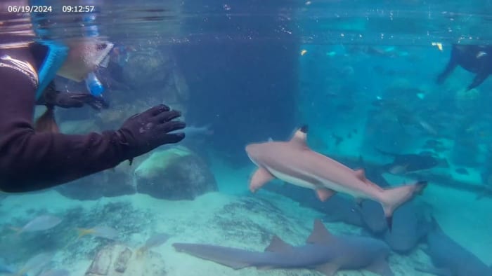Sharks at theme parks: Where to celebrate Shark Week in Central Florida thumbnail