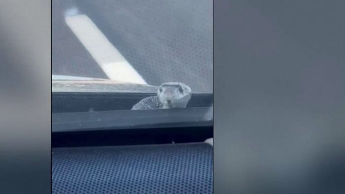 Ever had a snake hitchhiker? What would you do if one slithered onto