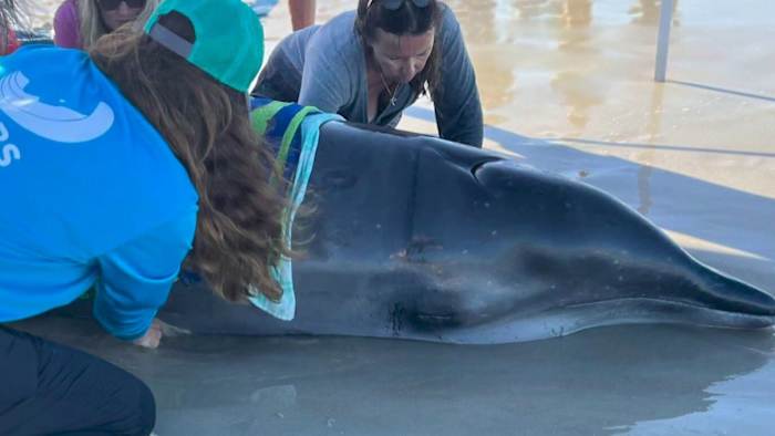Three Dolphins Die from Bird Flu in Lagoon