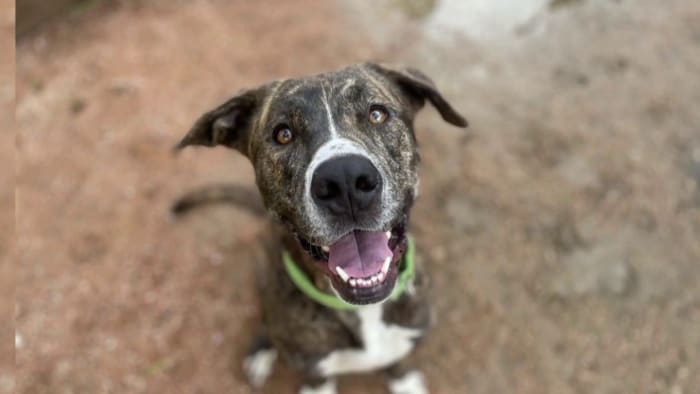 Meet Cassie, the Great Dane with lots of love