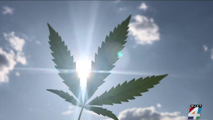 Jacksonville sheriff says legalizing recreational marijuana 'could cause more issues' - Vimarsana News