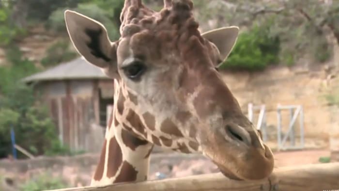 The City of San Antonio Marks World Giraffe Day with Festivities