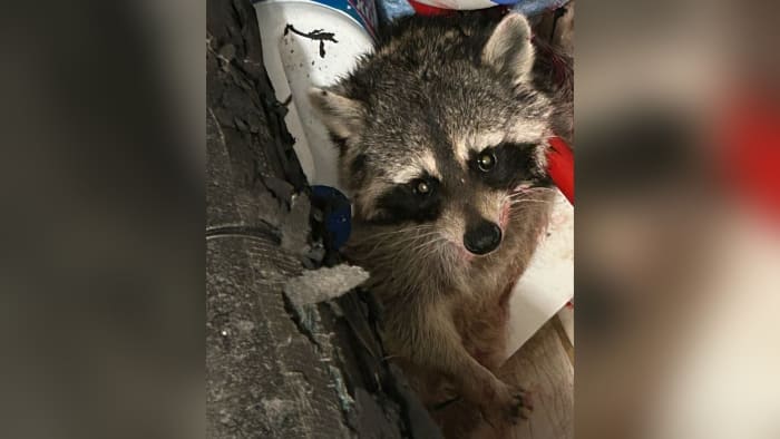 Neighbor helps 75-year-old St. Augustine woman fight off raccoon attack inside home - Vimarsana News