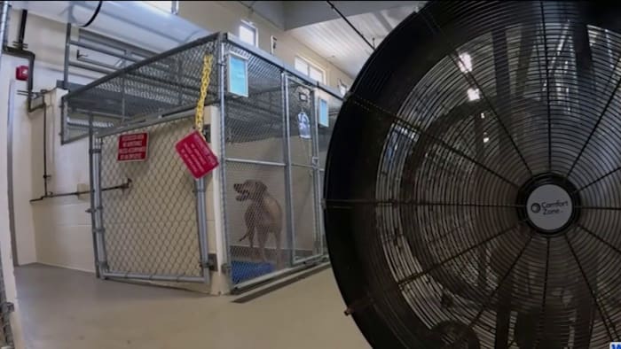 Central Florida’s extreme heat dangerous for people, pets thumbnail