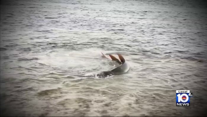 'Heartbreaking': Tourists watch endangered sawfish die on crowded beach as death toll rises to 32 - Vimarsana News